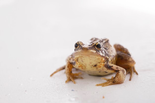 Sapo de grama marrom sentado em um fundo branco