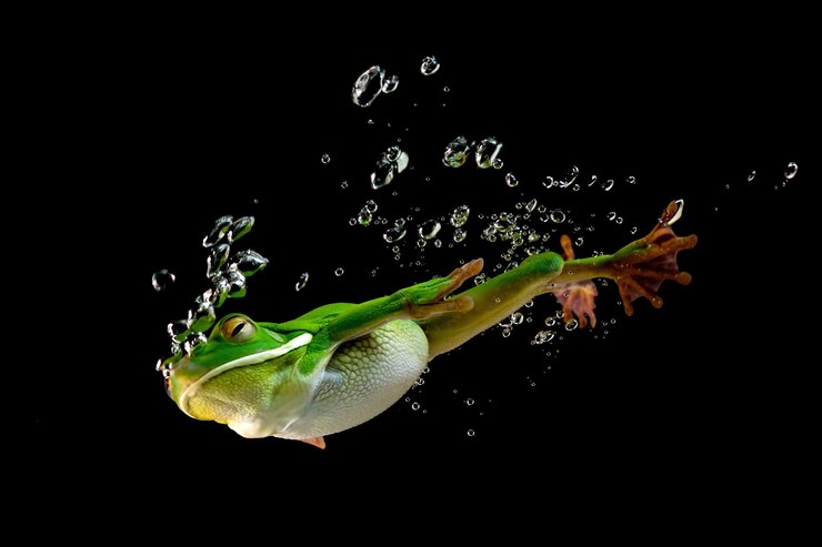 Foto sapo de lábio branco mergulhando