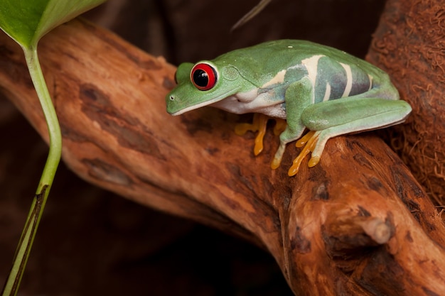 Sapo de olhos vermelhos agachado em um galho olhando para baixo e se preparando para pular