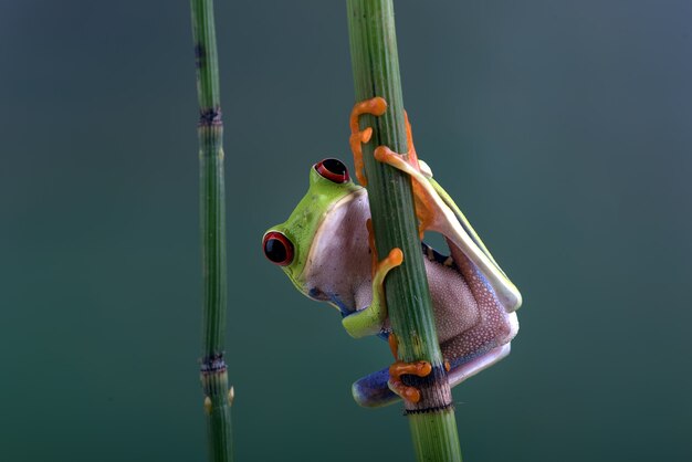 Sapo-de-olhos-vermelhos em árvore de bambu