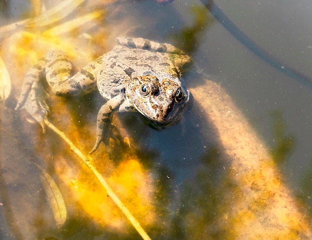 Sapo de pântano fechado na água da lagoa ou no lago Rana ou Pelophylax ridibundus animais selvagens