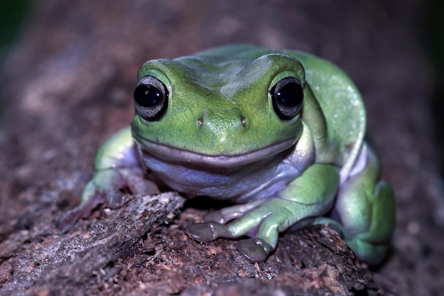 Sapo despenteado litoria caerulea em folhas verdes sapo despenteado em sapo de árvore de flores no ramo anfíbio closeup