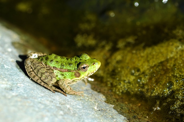 Sapo do lago jovem e verde