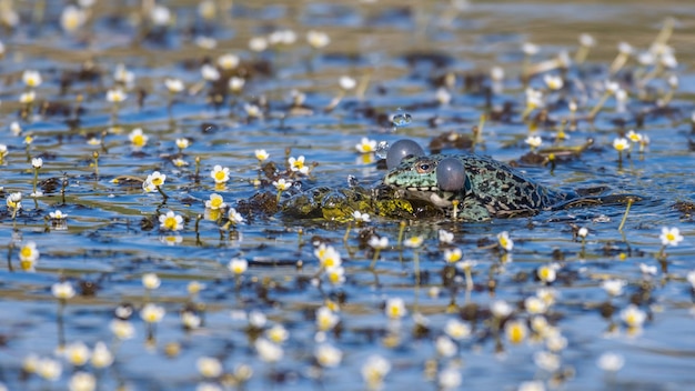 Sapo do pântano europeu Pelophylax ridibundus Na natureza