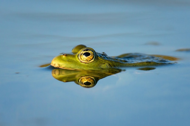 Sapo do pântano verde Pelophylax ridibundus em uma bela luz