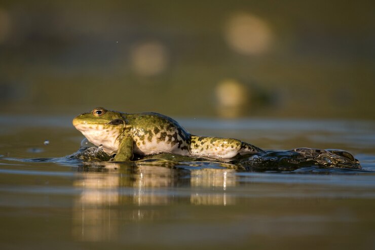 Foto sapo do pântano verde pula em um belo lago de luz