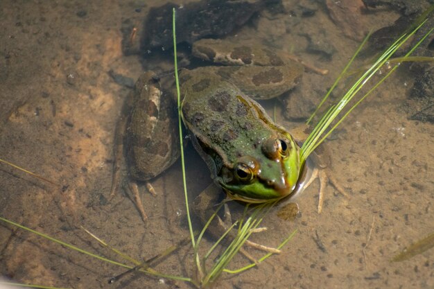 Foto sapo do saara pelophylax saharicus no lago negro lac noir em akfadou argélia