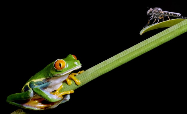 Sapo e libélula em um fundo preto