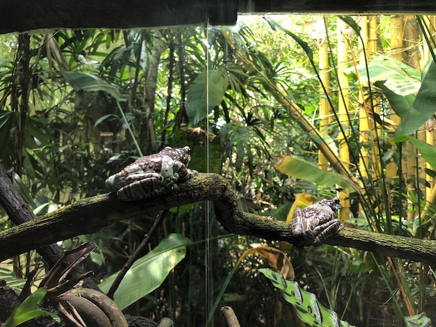 Foto sapo em galho na floresta