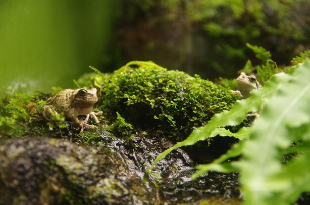 Foto sapo em rocha coberta de musgo