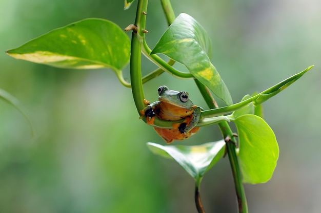 Sapo em uma folha sapo voador sapo em uma folha sapo voador