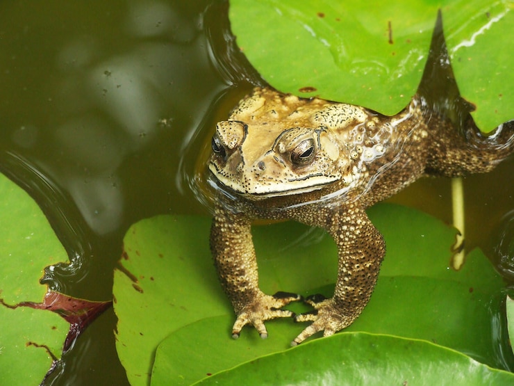 Foto sapo de madriguera