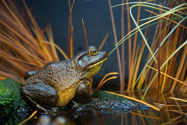 Sapo marrom-verde na grama