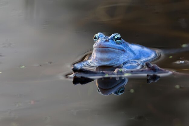 Sapo mouro no lago