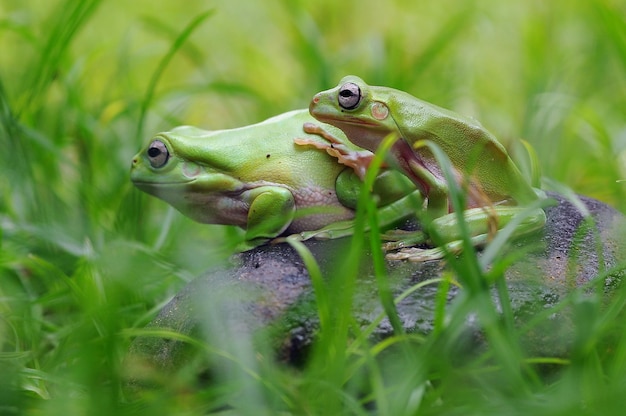 Sapo na folha sapo na grama