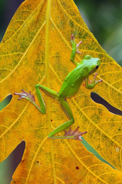 sapo na folha sapo na grama