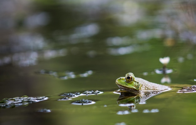 Foto sapo nadando na lagoa verde