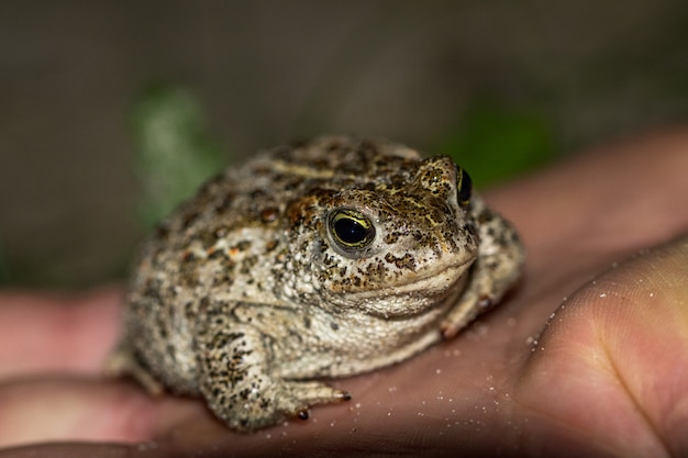 El sapo natterjack, Bufo calamita, sentado en la mano de un hombre.