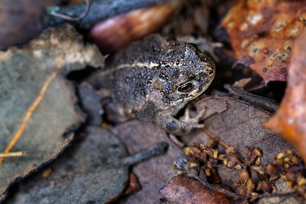 Sapo Natterjack