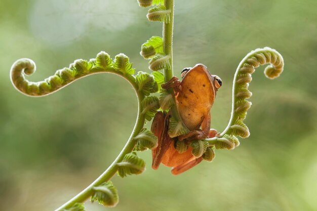 Sapo no lugar da natureza