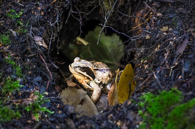 Sapo preto e amarelo na floresta entre os galhos e musgo no vison. Superfície de Halloween