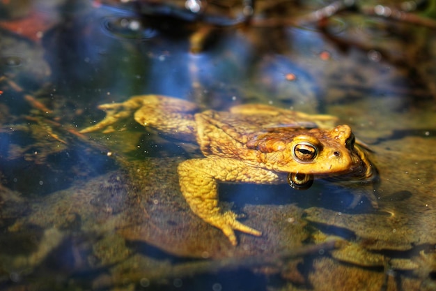 Sapo de rana en el agua en las hojas en primavera