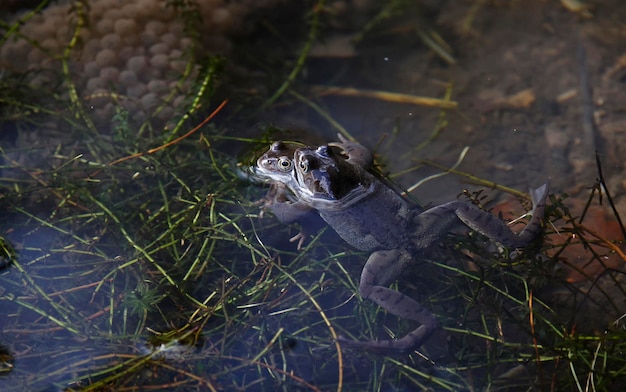 Foto sapo se reproduz em uma lagoa do reino unido