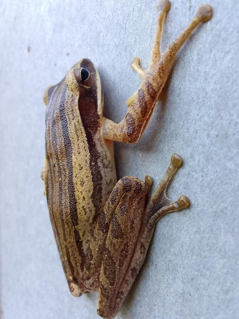 Foto sapo selvagem marrom de pernas compridas à noite procurando comida perto de casa