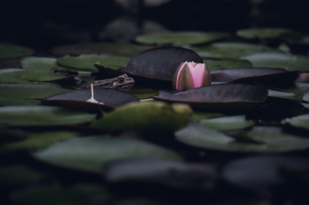 Sapo sentado na água, rodeado por folhas e flor de lótus. bela fotografia da lagoa, paisagens ao ar livre. flor e folha, lindo sapo.