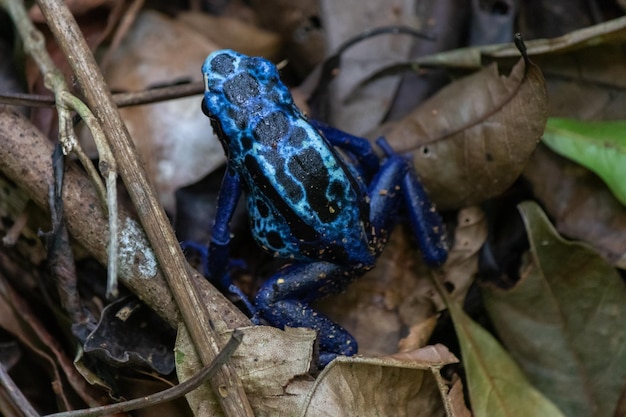 Foto sapo venenoso azul dendrobates tinctorius azureus encontrado na floresta amazônica no brasil