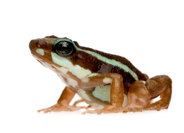 Sapo venenoso fantasmagórico - Epipedobates tricolor em um branco isolado