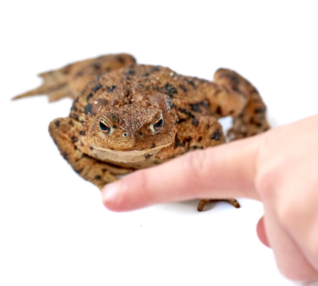 Sapo verdadero común con cuerpo marrón y marcas de puntos negros en la piel seca y áspera con una persona señalando con el dedo sobre un fondo blanco Rana de la especie bufonidae lista para saltar y croar