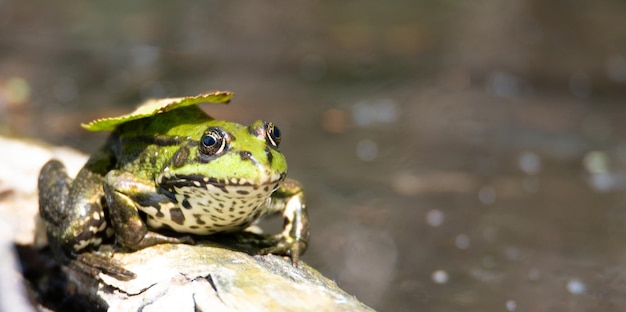 Sapo verde de água comum na lagoa, ambiente natural, zona húmida habitante anfíbia