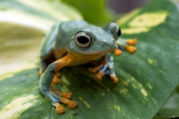 Sapo verde empoleirado em uma folha