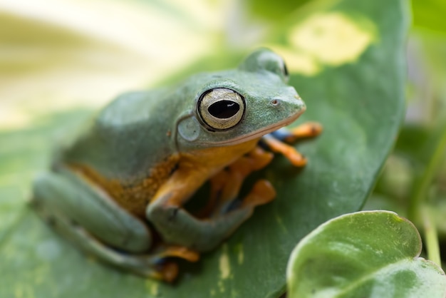 Sapo verde empoleirado em uma folha