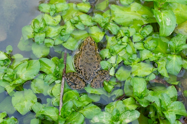 Un sapo verde manchado en el pantano
