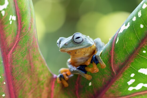 Sapo verde pendurado na folha