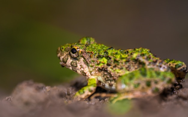 Sapo verde con piel áspera