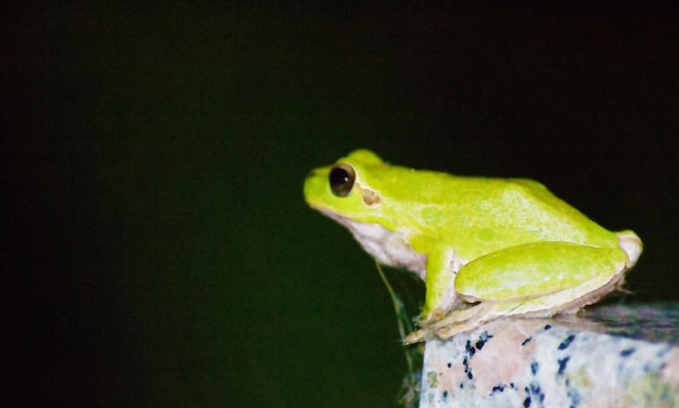 Sapo verde sentado em uma mesa de granito efeito de cor de água