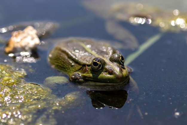 Sapo verde tomando sol na água