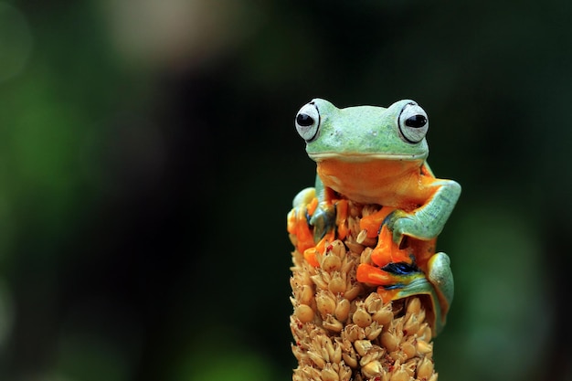 Sapo voador nas folhas verdes, lindo sapo arbóreo sentado nas folhas verdes