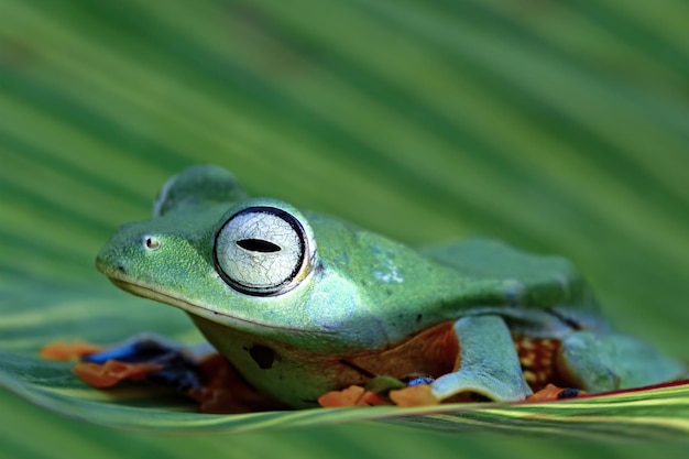 Sapo voador no galho lindo sapo em folhas verdes