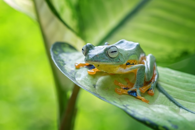 Sapo voador sentado nas folhas verdes