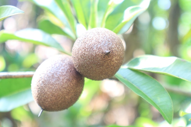 Sapodilla-Frucht am Baum