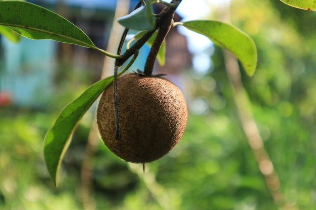 Sapodilla-Frucht am Baum