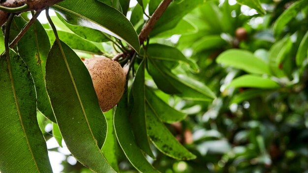 Sapodilla frutas crescendo no quintal