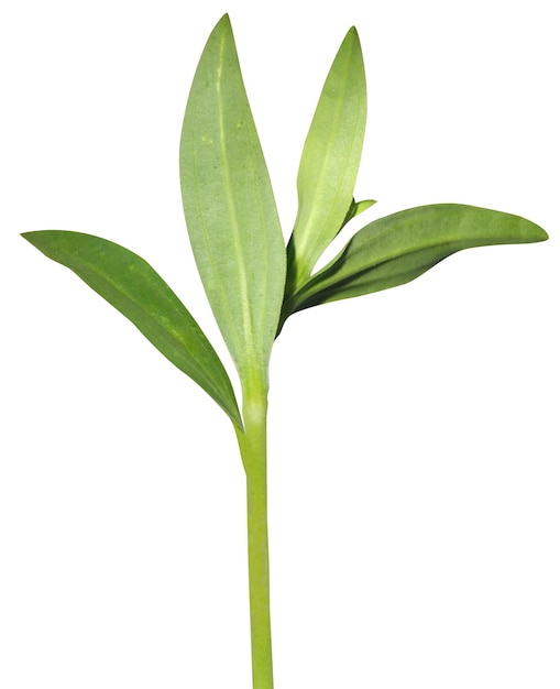Saponaria officinalis o soapwort se utiliza como un jabón muy suave y tratar el Sudario de Turín