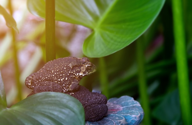 Sapos en el jardín en casa.