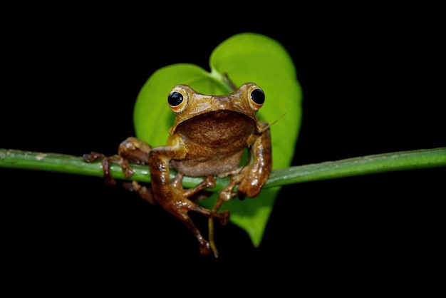 sapos orelhudos em um galhos com fundo preto