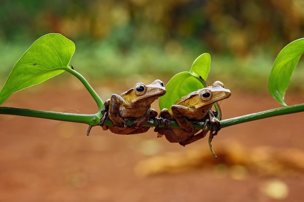 Sapos orelhudos em um galhos polypedates otilophus